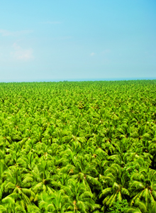 Island Agriculture-Coconut Plantation